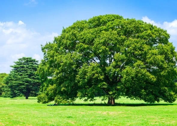 青空の下に大きな木がある写真。